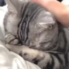 Gatinhos 13