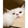 Tingkah lucu kucing 12