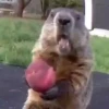 Animais Engraçados | Memes 🐾 30