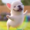 Pibble 🐶 Perro Pibble TikTok 🎶 5