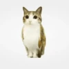 ᱙᱙   ˳   Meowl   ׅ   𐀴᷼𐀴 22