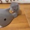 Hámster🐹⭐ 20