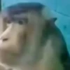 Случайный: PT1 21