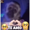 Monos.xasl 19