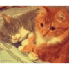 Gatitos - Amor 💕 11