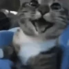 Gatos que viraram Memes 🐈😁 30