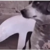 REAÇÕES ANIMADAS 5