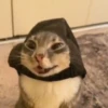 Meme kucing bergerak 😺 9