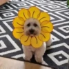 Entrega de flores amarillas 🌻 7