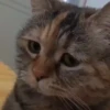 Gatinhos 7