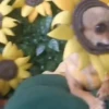 Entrega de flores amarillas 🌻 2