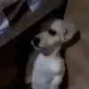 Animais Engraçados | Memes 🐾 20