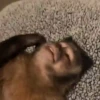 Monkeys 🤎🐵 26