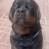 Funny Dogs🐾🐶 5
