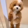 Animaizinhos fofos 5