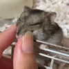 Hámster🐹⭐ 18
