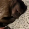 Monkeys 🤎🐵 24
