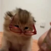 Gatitos. | @ocenferios  Haki. 5