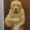 Animais Engraçados | Memes 🐾 9