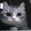 ✨️ Michis Animados Random 🐈🐈‍⬛ 15
