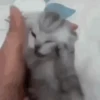 Tom and Jerry 30