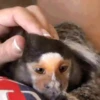 Macaconhildo 29