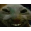 Memes De Gatos Animados 🗿 6