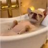 Perros chihuahua cool 12