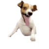Perros para el chat 🤣🐕 12
