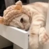 🧡🐱Michitos randoms🐱🧡 16