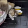 Gatos 14