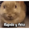 Funny's Rabbit 🥕🐇 15