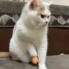 Gatito  10