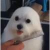 Cute Dog🐶✨ 8