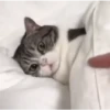 🩷Gatitos Animados 🐱🥛 8