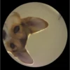 Pedro Pedro Pedro. TikTok mascotas 7