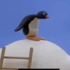 Pingu 11