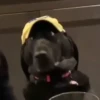 Dogs. | @ocenferios  Haki. 11