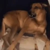 Memes de Cachorro engraçado 26