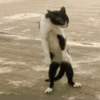 Gatos 17