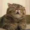 Memes figurinhas  7