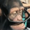 Macaquinhos 🐒 26