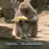 Funny Animal Memes 🐾 19