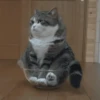 Gatos 9