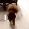 Perros 01mov 24