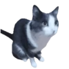 Gatos XD 😎 17
