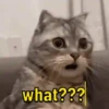 what???