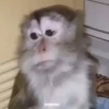 Mas monkey 7