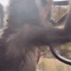 Macaquinhos 🐒 28