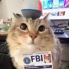 Gatito  16